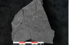 Foto (Detailansicht) von Callipteris sp.  (NHMW-GEO-2024-0188-10922)